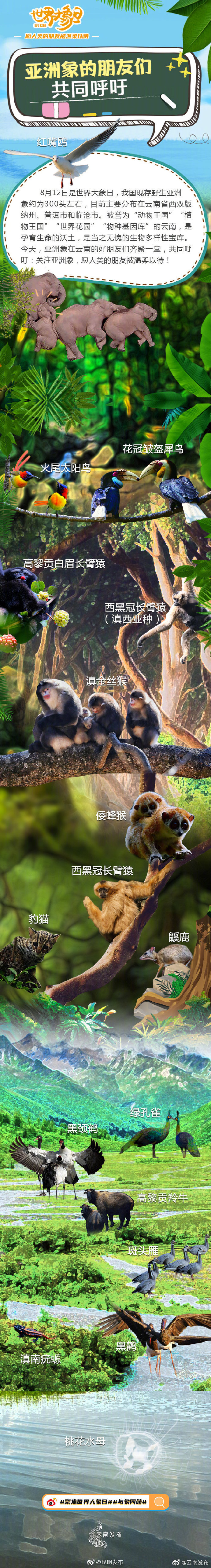 云南一大群野生动物共同呼吁：关注亚洲象