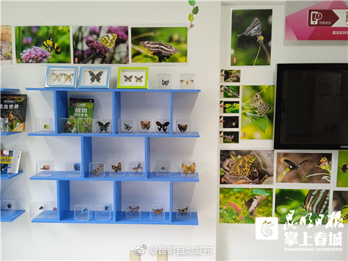 “昆明盘龙发布”微博