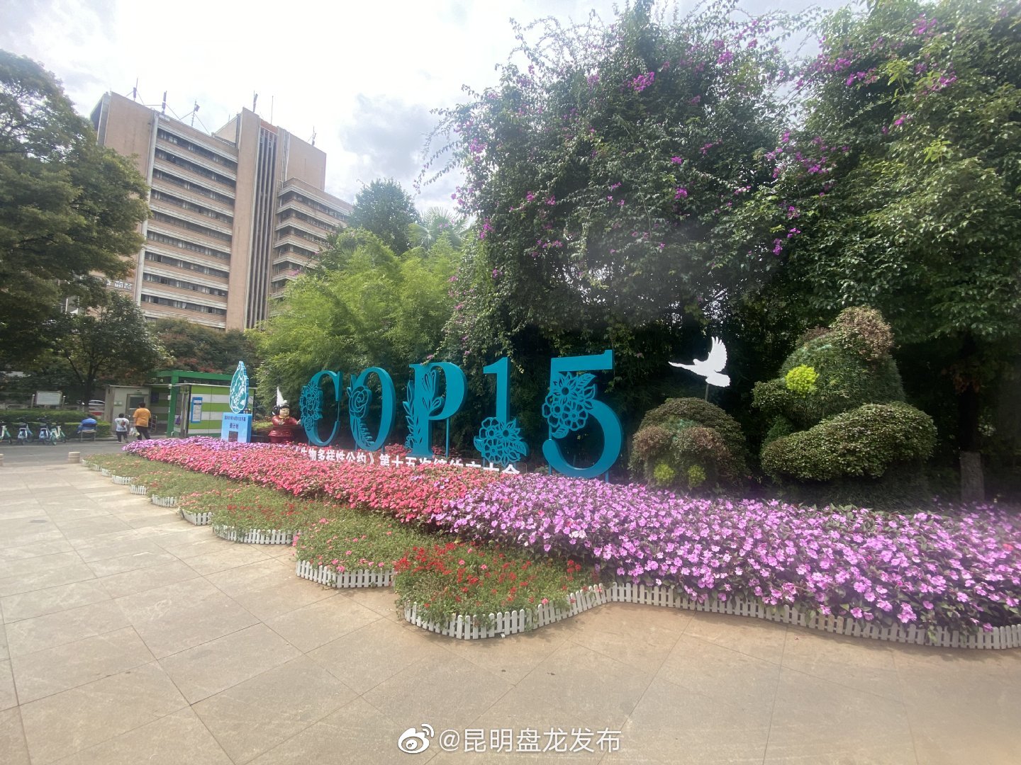 “昆明盘龙发布”微博