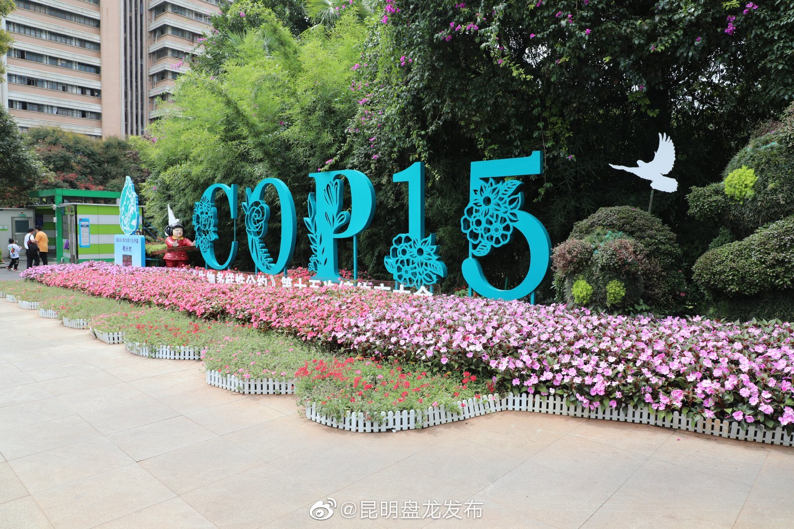 “昆明盘龙发布”微博