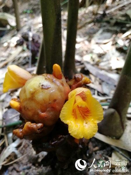 “云南发布”微博