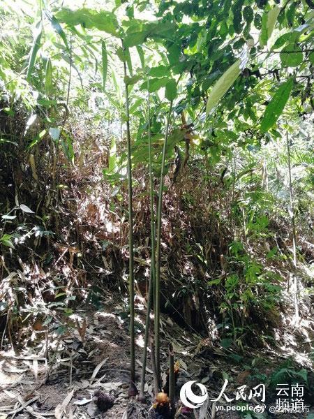 “云南发布”微博