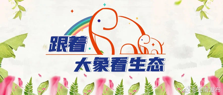 北移亚洲象群由玉溪市元江县进入普洱市墨江县