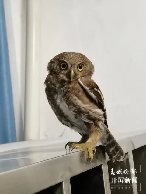 春城晚报(微信)