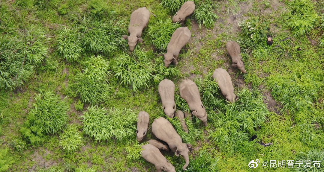 北移亚洲象群进入普洱市墨江县
