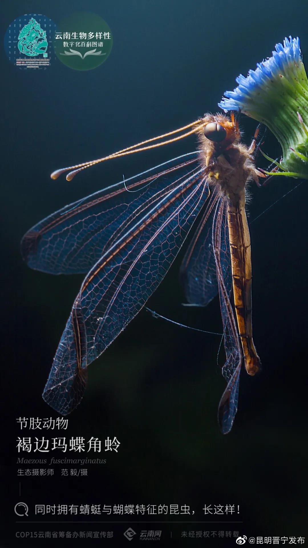 云南生物多样性数字化百科图谱
