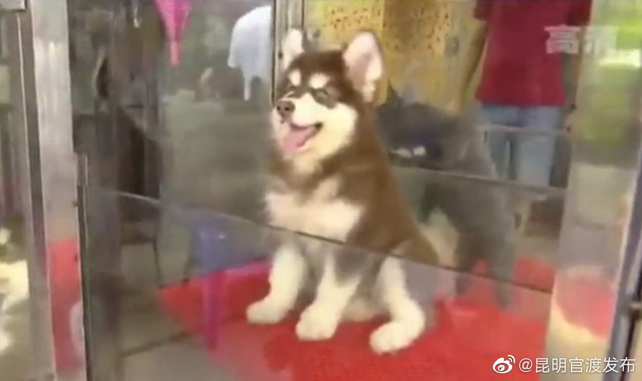 带3种病毒、一周内病死…昆明女子花1600元疑买到“星期狗”！