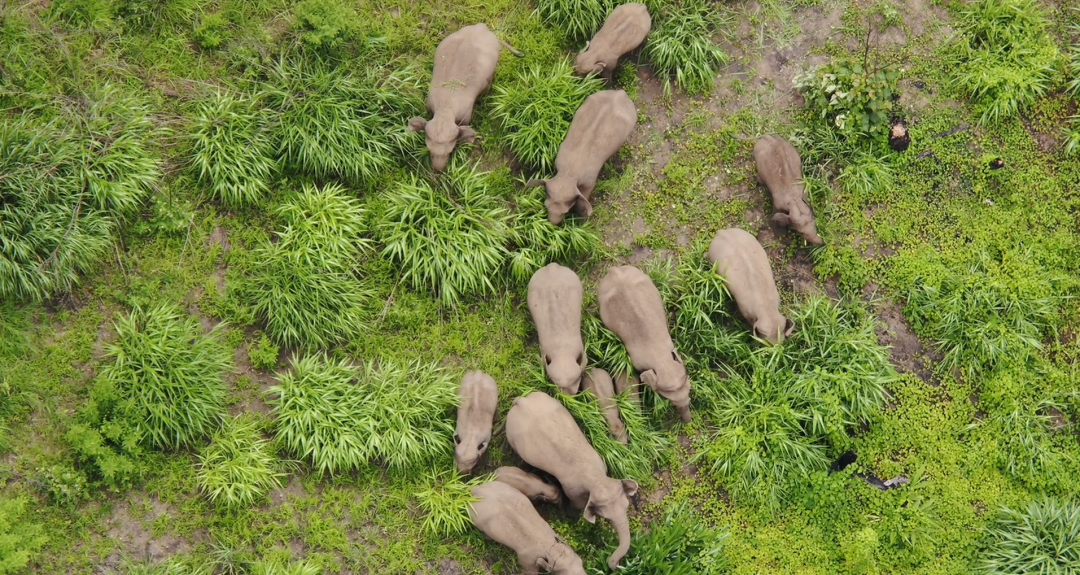 普洱日报(微信)