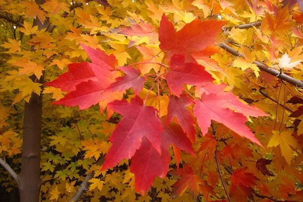 秋季皮炎预防小知识