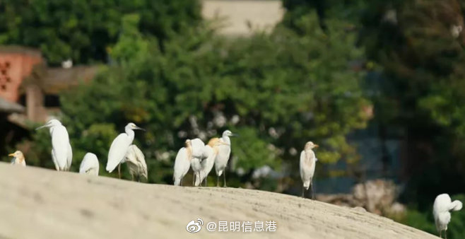 昆明信息港微博