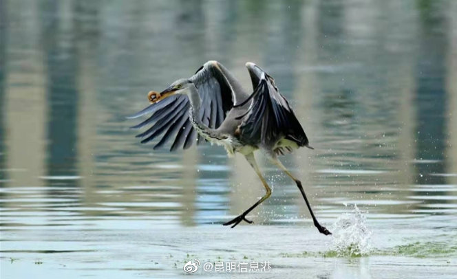 昆明信息港微博