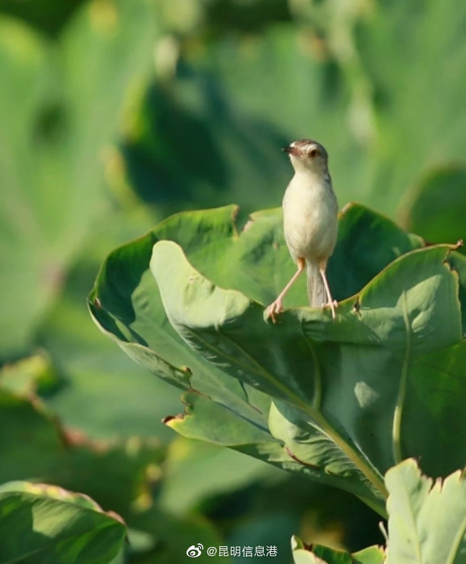 昆明信息港微博