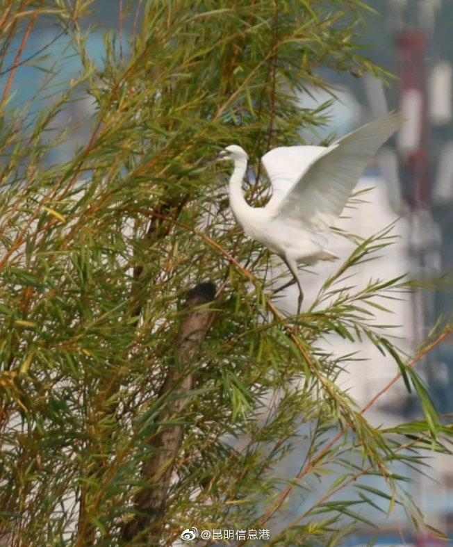 昆明信息港微博