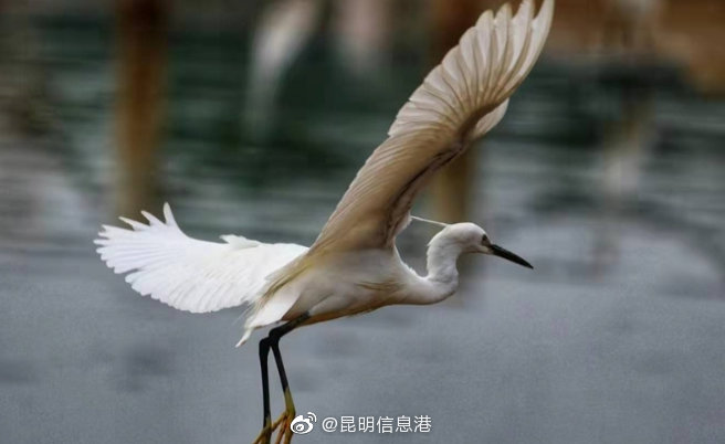 昆明信息港微博