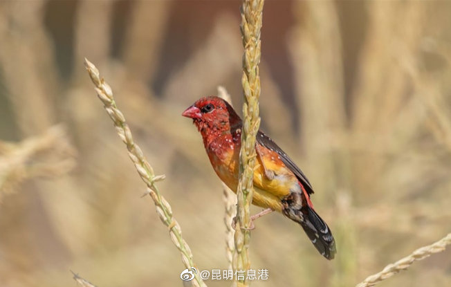 昆明信息港微博