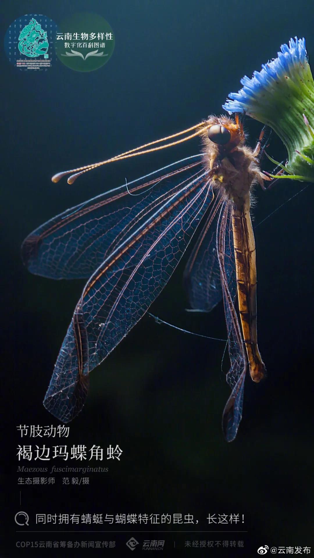 云南生物多样性数字化百科图谱 | 节肢动物·褐边玛蝶角蛉：声明，这货不是蜻蜓！