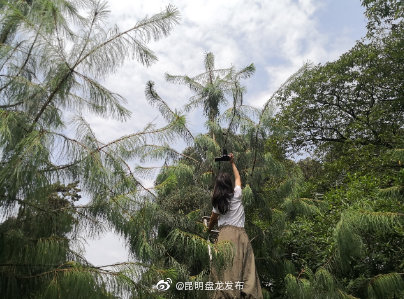 “昆明盘龙发布”微博