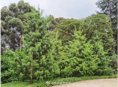 “昆明盘龙发布”微博