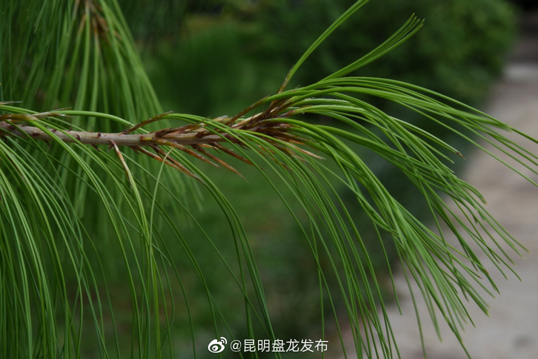 “昆明盘龙发布”微博