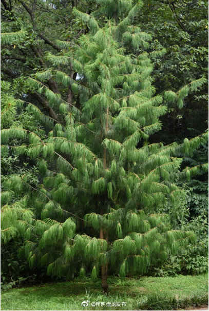 “昆明盘龙发布”微博