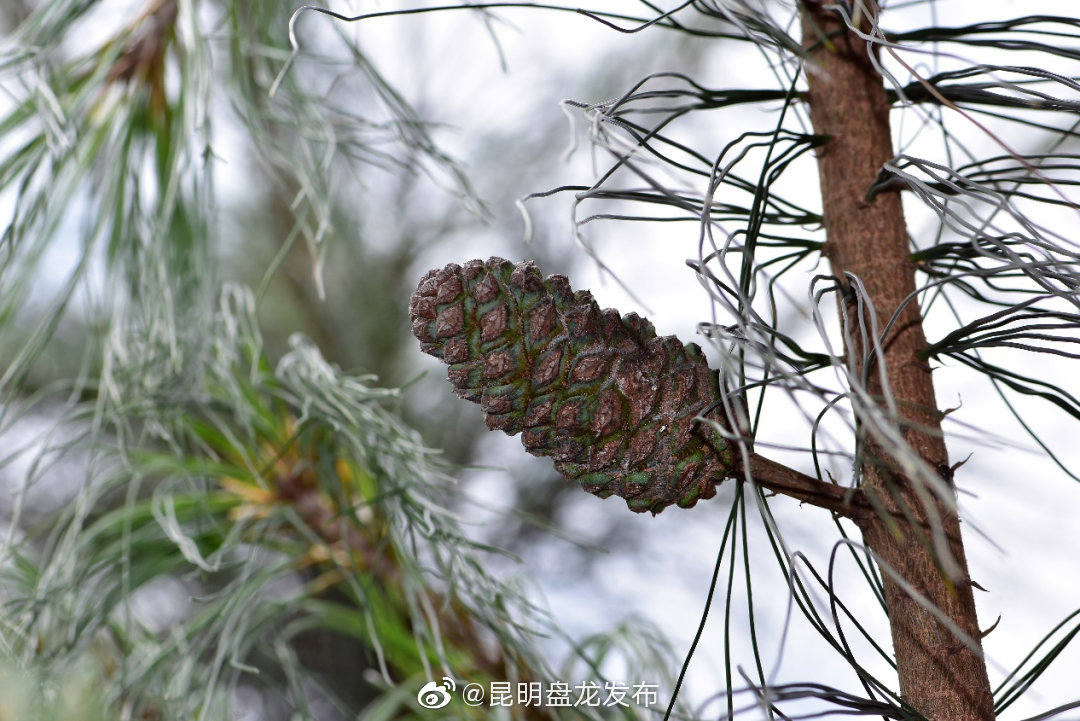 “昆明盘龙发布”微博
