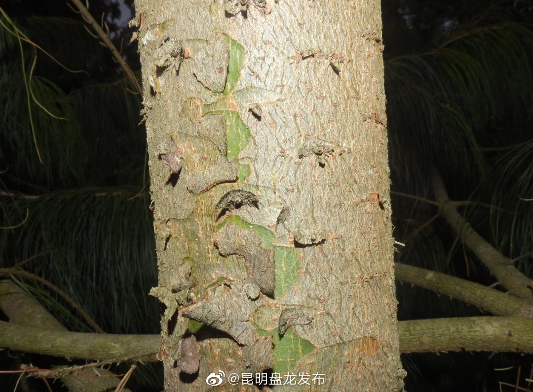 “昆明盘龙发布”微博