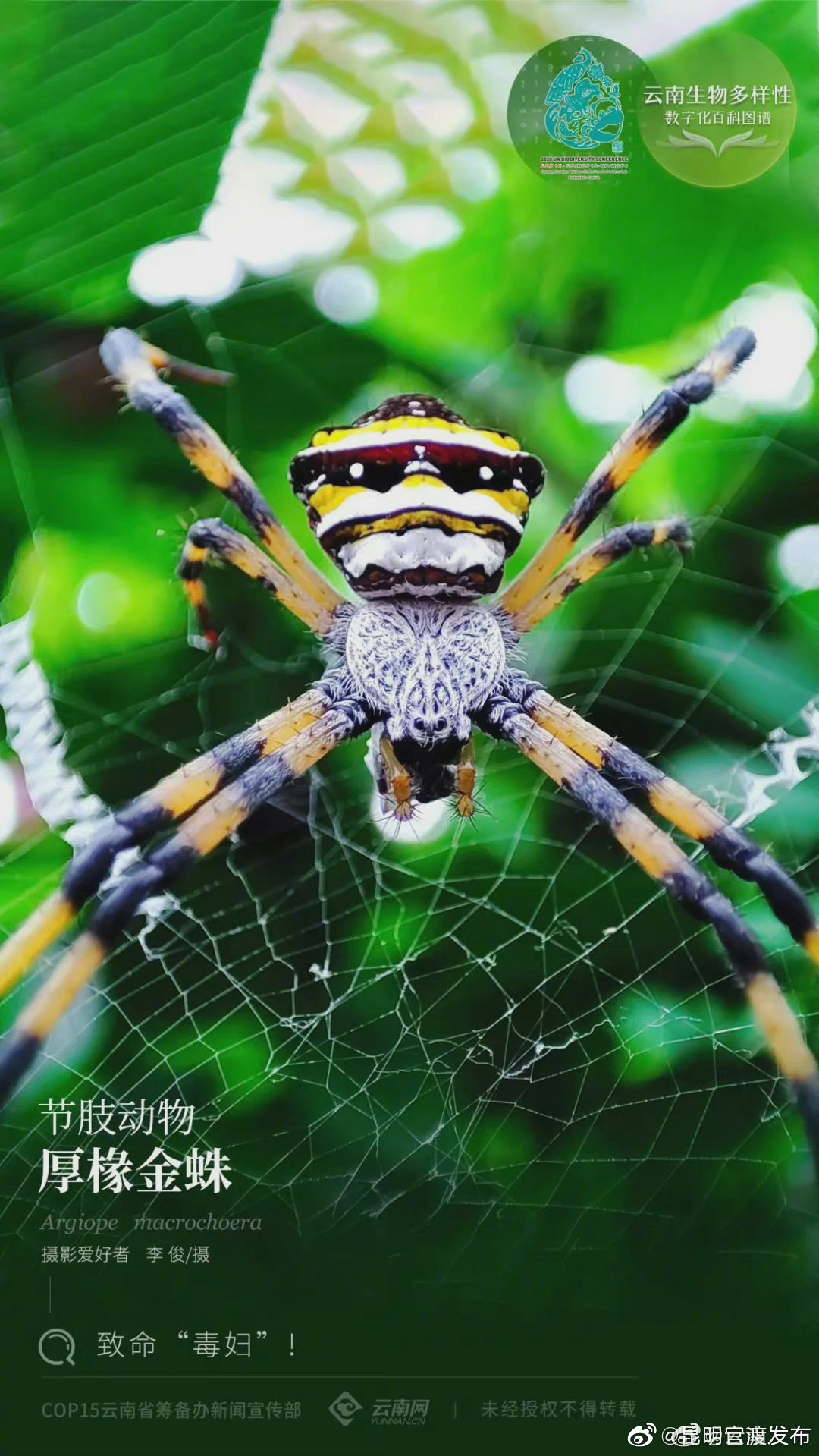云南生物多样性数字化百科图谱 | 节肢动物·厚椽金蛛：致命“毒妇”