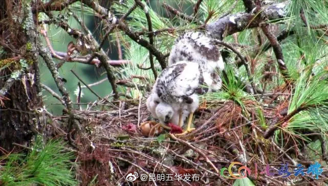 迎接COP15 | 松雀鹰开“吃播”！