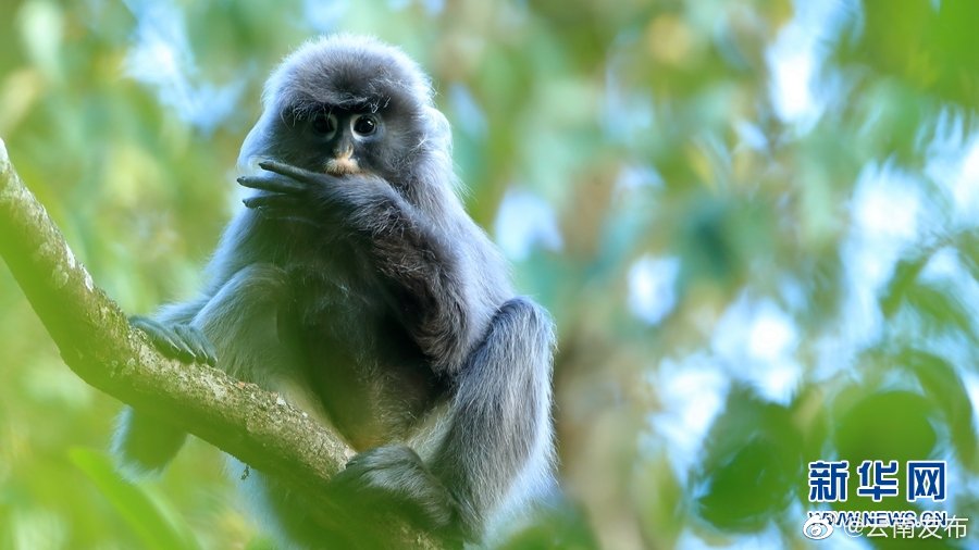 “云南发布”微博