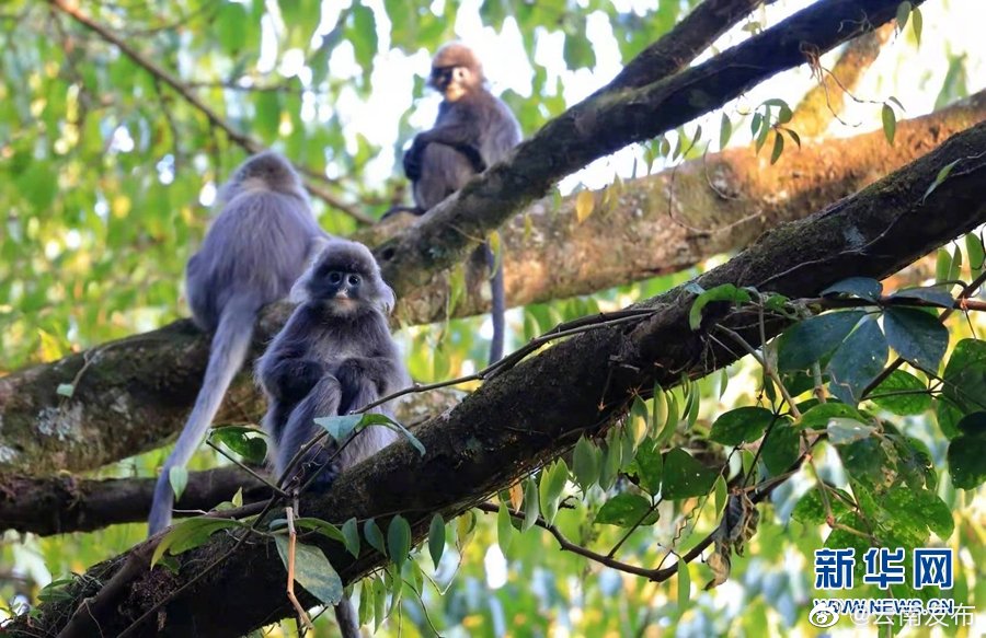 “云南发布”微博