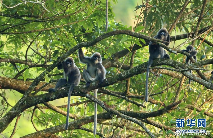 “云南发布”微博