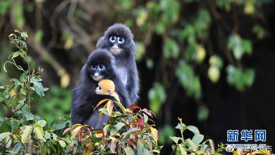 “云南发布”微博