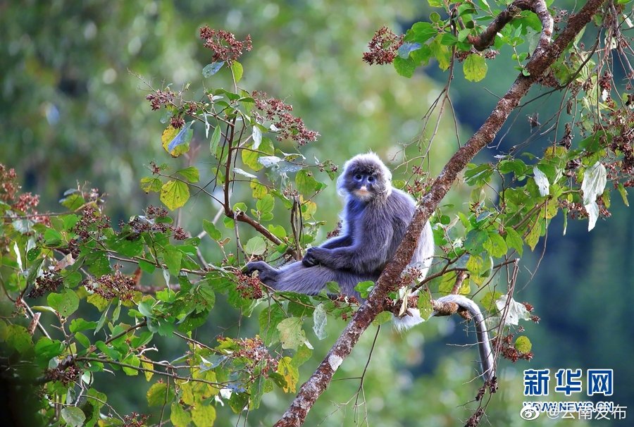 “云南发布”微博