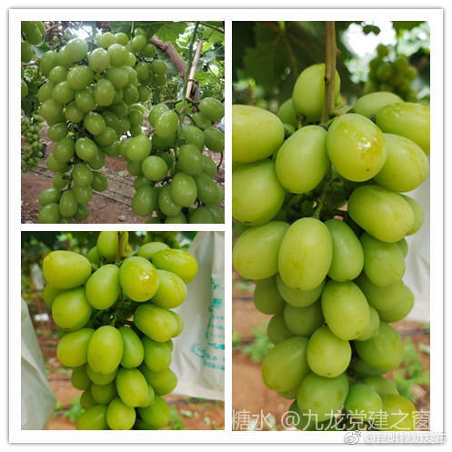 “昆明禄劝发布”微博