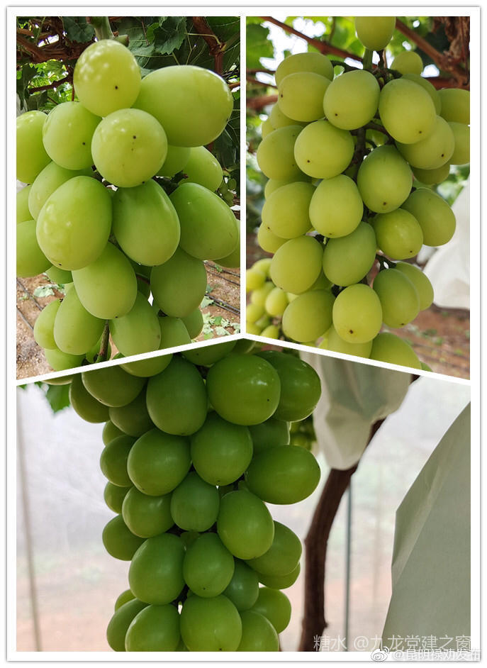 “昆明禄劝发布”微博