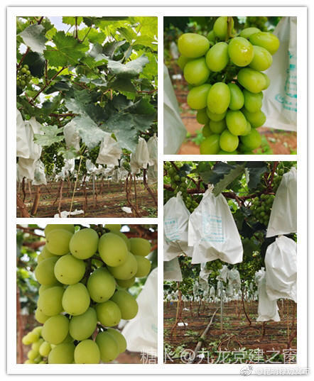 “昆明禄劝发布”微博