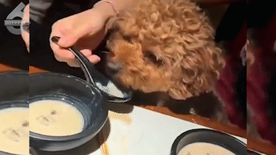 春城晚报(微信)