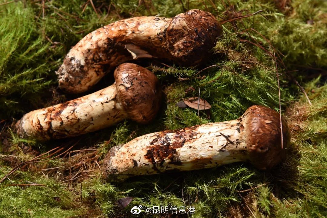 昆明信息港微博