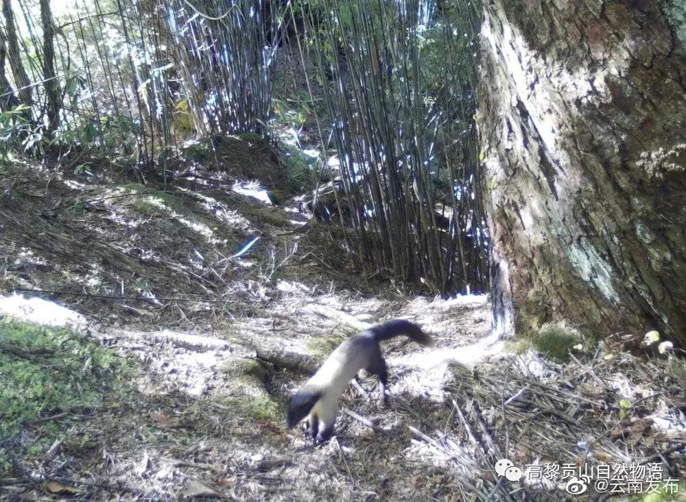 “云南发布”微博