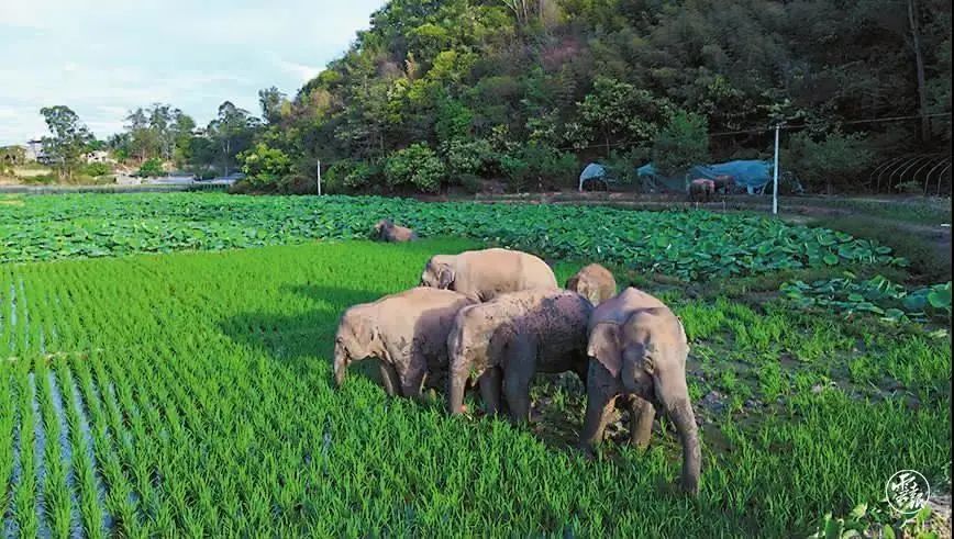 春城晚报(微信)