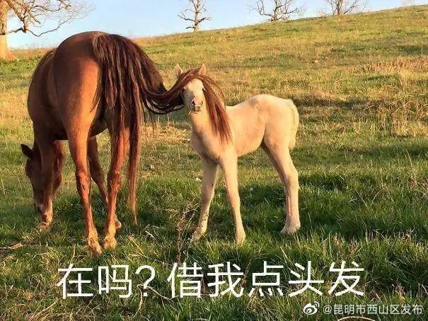 每天洗头会导致脱发吗