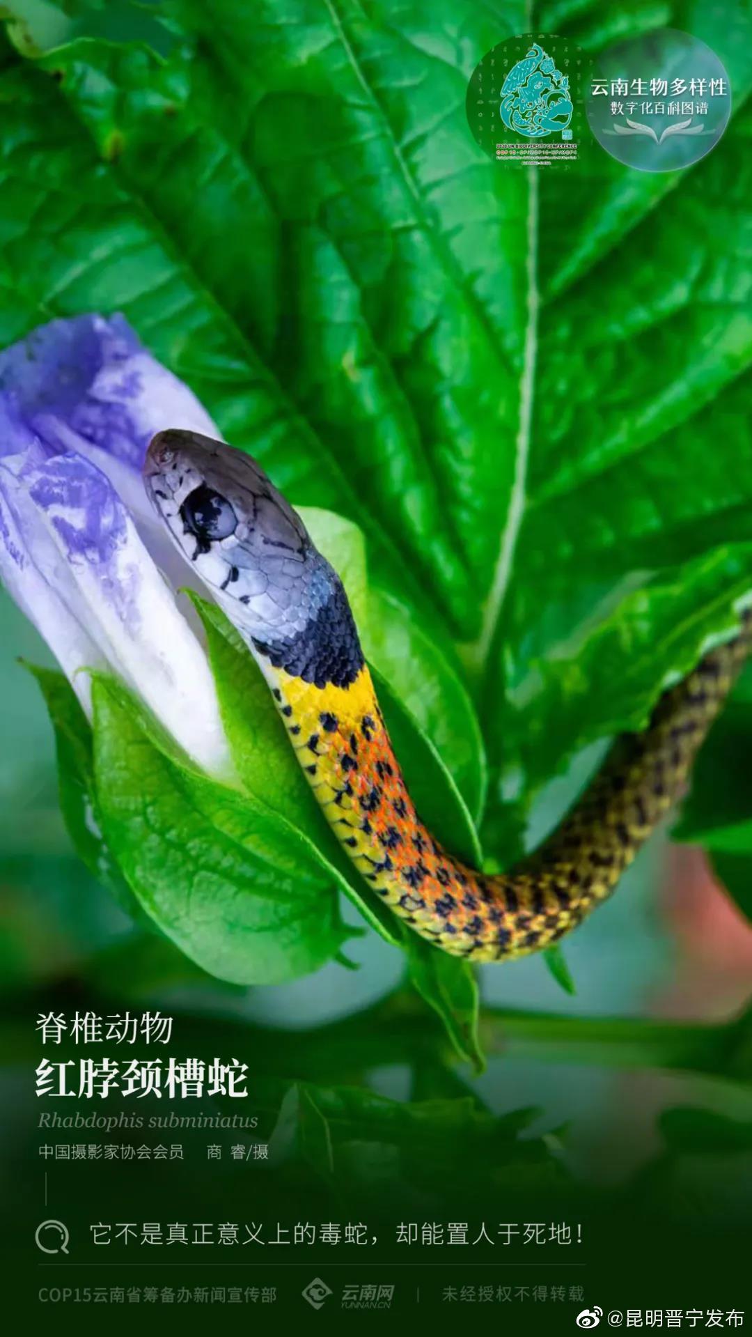 云南生物多样性数字化百科图谱