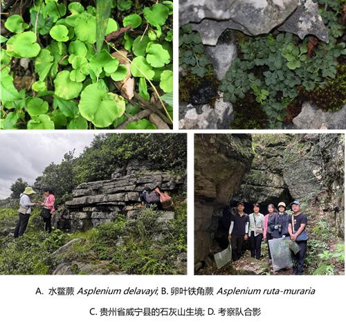 黔西北和滇中蕨类植物多样性野外考察
