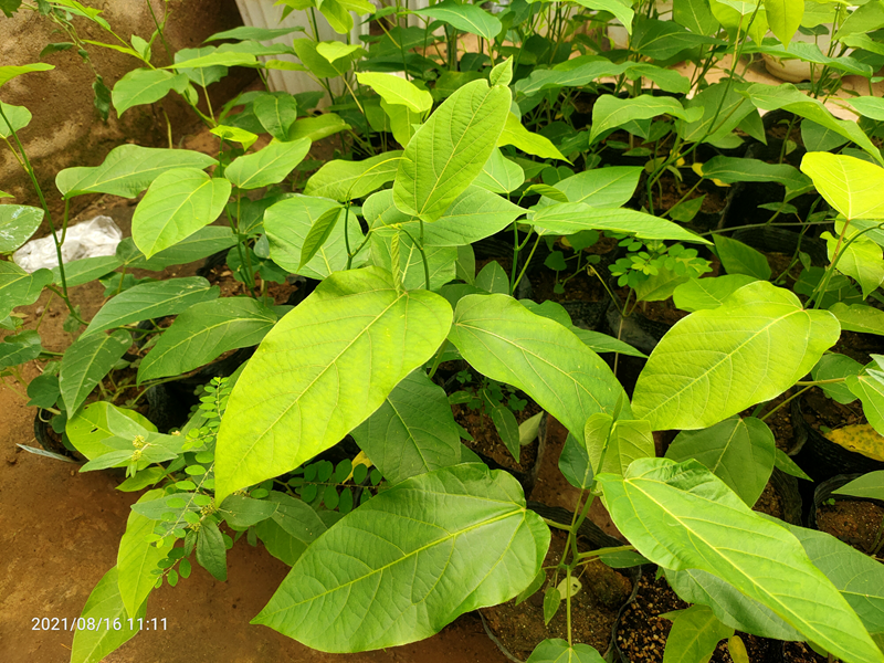 中国科学院西双版纳热带植物园