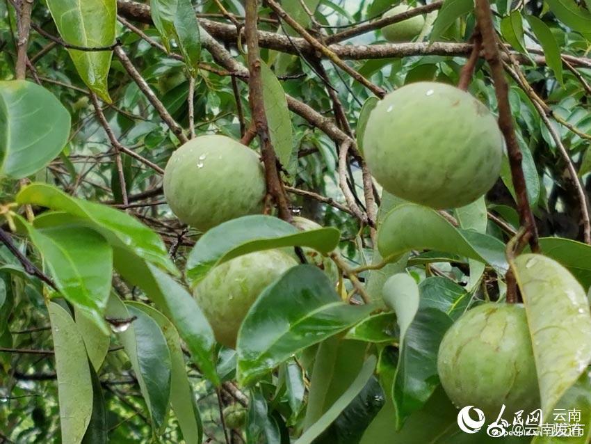 “云南发布”微博