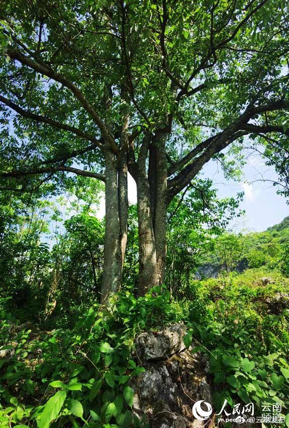 “云南发布”微博