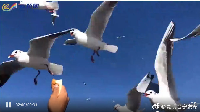 COP15 | 中国科学院鸟类组博士解读红嘴鸥做客春城30余载的秘密