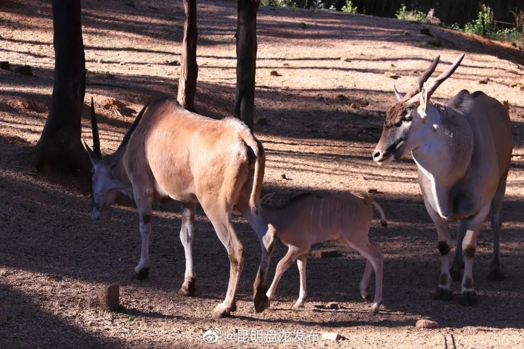 “昆明盘龙发布”微博