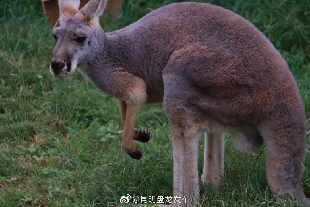 “昆明盘龙发布”微博