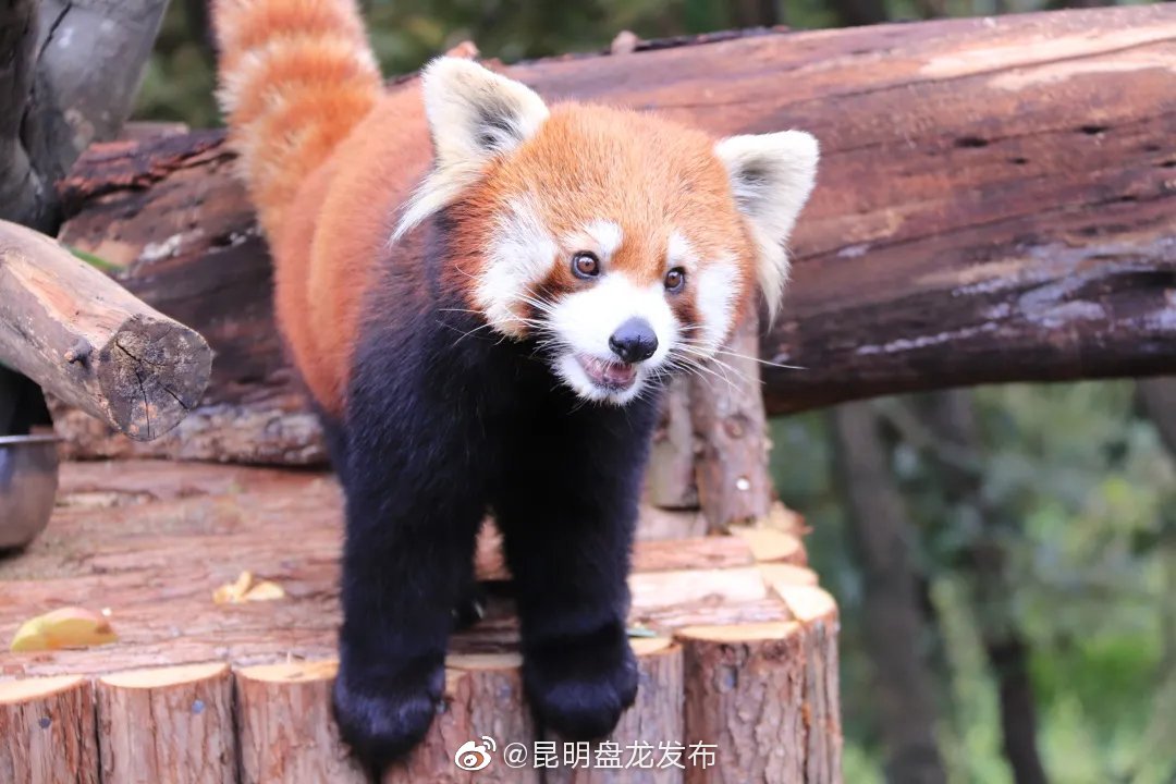 “昆明盘龙发布”微博